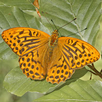 Kaisermante Argynnis paphia