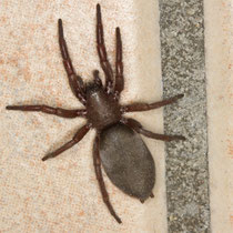 Gnaphosa lucifuga
