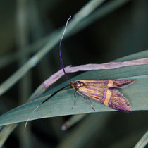Neomophora sp
