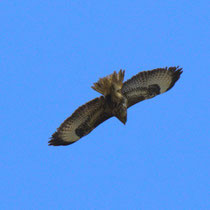Mäusebussard (Buteo buteo)