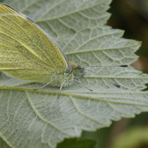 Kleiner Kohlweissling Pieris rapae