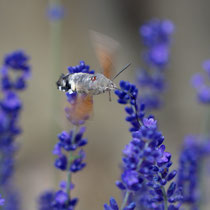Taubenschwänzchen_ Macroglossum stellatarum