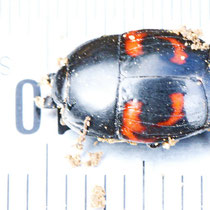 Vierfleck Gauckler Hister quadrimaculatus