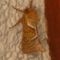 Ampfer-Wurzelbohrer Trioda silvina