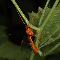 Ophion luteus
