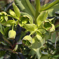 Stinkende Nieswurz (Helleborus foetidus)