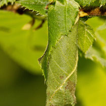 Haselblattroller Apoderus coryli