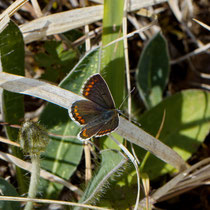 Himmelbleauer Bläuling Lysandra bellargus