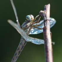 Grosser Blaupfeil Orthetrum cancellatum