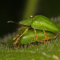 Grüner Schildkäfer Cassida viridis