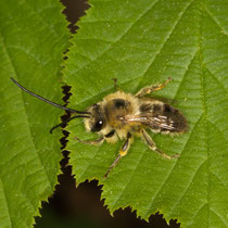 Langhornbiene Eucerini sp