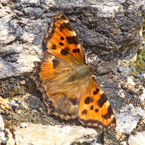 Grosser Fuchs Nymphalis polychloros