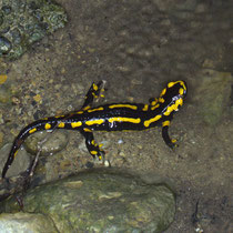 Feuersalamander Salamandra salamandra