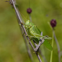 Grünes Heupferd Tettigonia viridissima