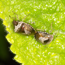 Schillerwanze Eysarcoris venustissimus