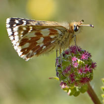 Kronwicken-Dickkopffalter Erynnis tages