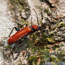 Rothaarbock Pyrrhidium sanguineum