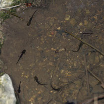 Feuersalamander Salamandra salamandra