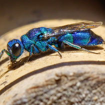 Blaue Goldwespe Trichyris cyanea