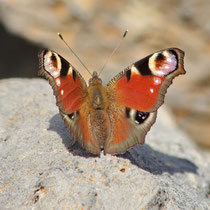Tagpfauenauge_Aglais io