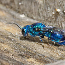 Blaue Goldwespe Trichyris cyanea
