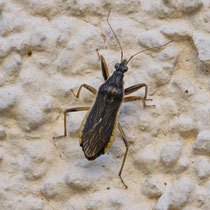 Himacerus major