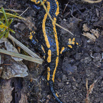 Feuersalamander Salamandra salamandra