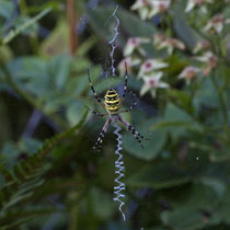 Wespenspinne Argiope bruennichi