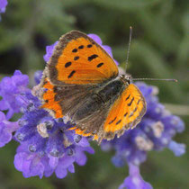 Kleiner Feuerfalter Lycaena phlaeas