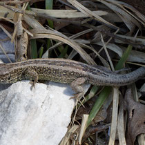 Zauneidechse Lacerta agilis