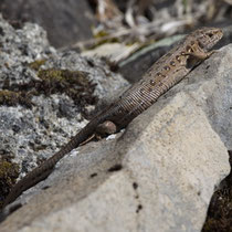 Zauneidechse (Lacerta agilis)