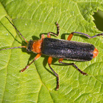 Cantharis pellucida
