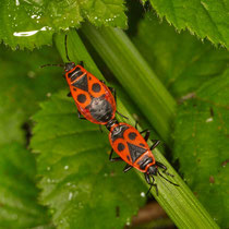 Gemeine Feuerwanze Pyrrhocoris apterus