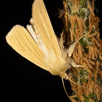 Bleiche Graseule (Mythimna pallens)