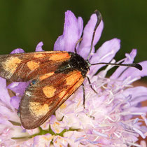 Beilfleck-Widderchen Zygaena loti