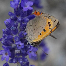 Kleiner Feuerfalter Lycaena phlaeas