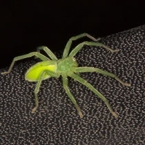 Grüne Huschspinne Micrommata virescens