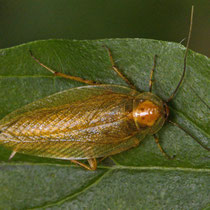 Bernsteinwaldschabe Ectobius vittiventris