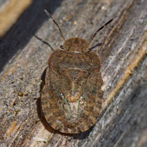 Sciocoris microphthalmus
