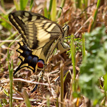 Schwalbenschwanz_Papilion machaon