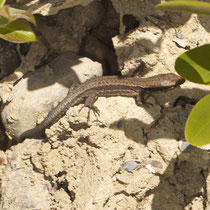 Mauereidechse (Podarcis muralis)