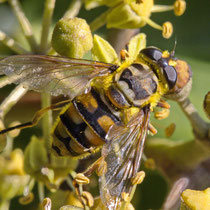 Totenkopfschwebefliege Myathro florea