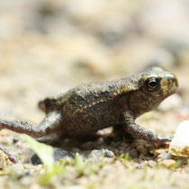 Erdkröte Bufo bufo