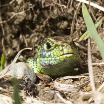 Zauneidechse Lacerta agilis