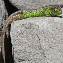 Zauneidechse Lacerta agilis