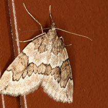 Wacholder.Nadelholzspanner Thera juniperata