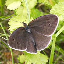 vSchornsteinfeger_Aphantopus hyperantus
