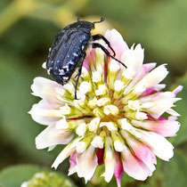 Trauerrosenkäfer (Oxythyrea funesta)