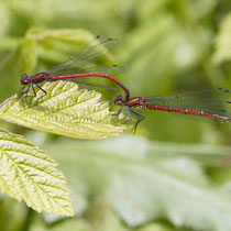 Frühe Adonislibelle Phyrrhosoma nymphula