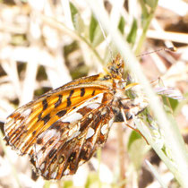 Magerrasen-Perlmutterfalter Boloria dia